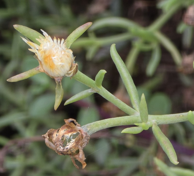 Mesembryanthemum splendens subsp. splendens