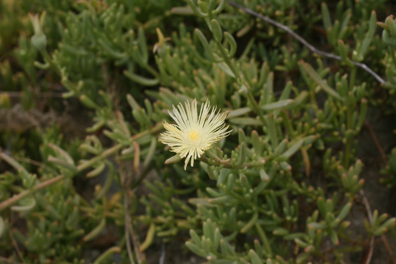 Mesembryanthemum splendens subsp. splendens photo 3