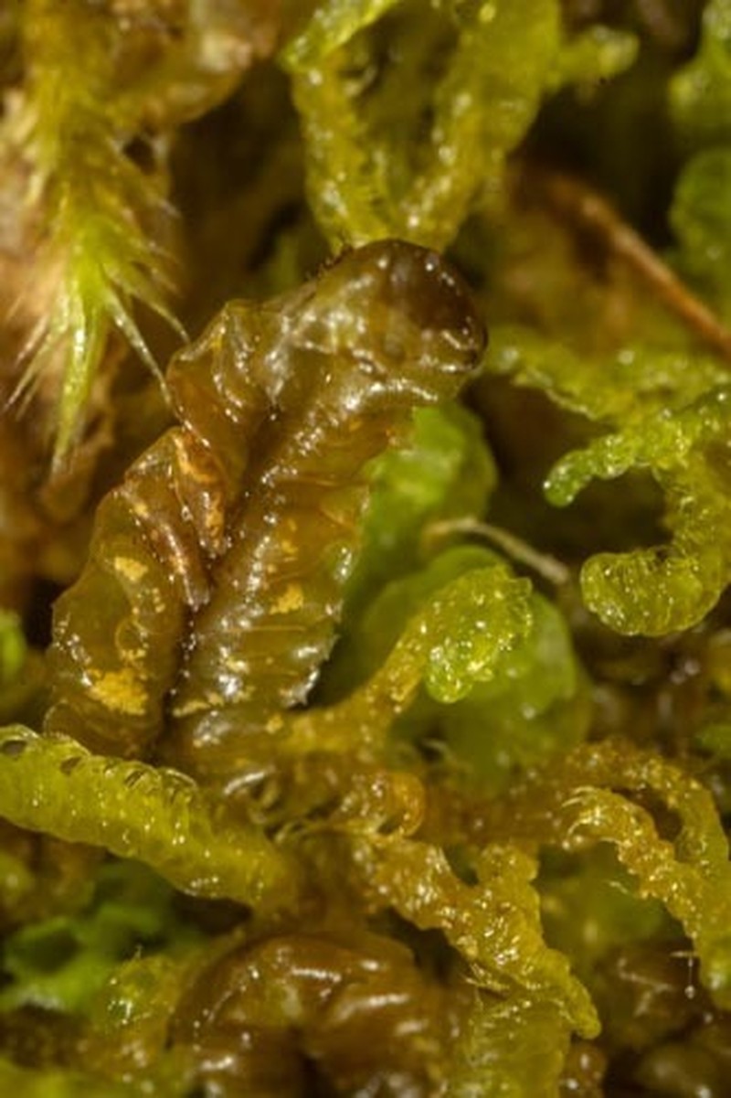 Mesoptychia sahlbergii