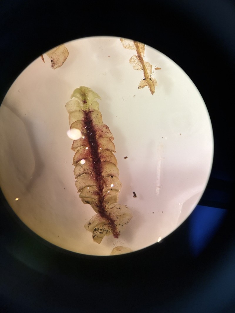 Mesoptychia sahlbergii photo 2