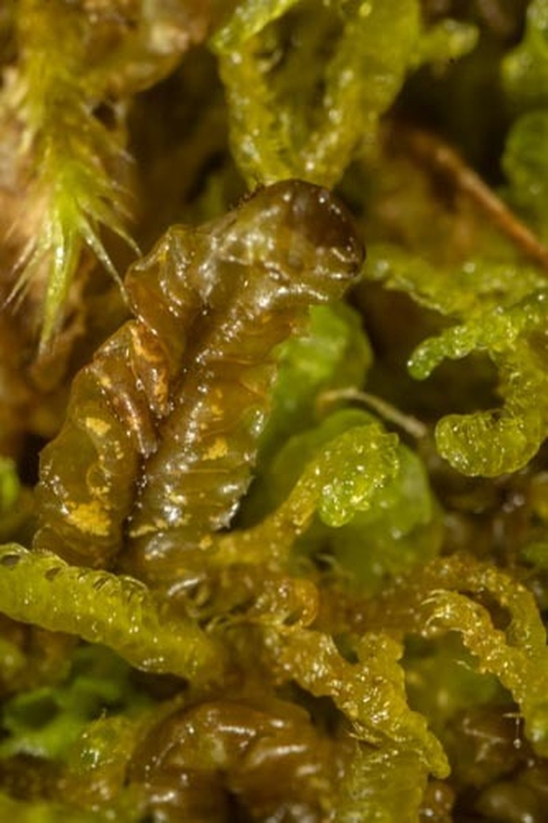 Mesoptychia sahlbergii photo 3