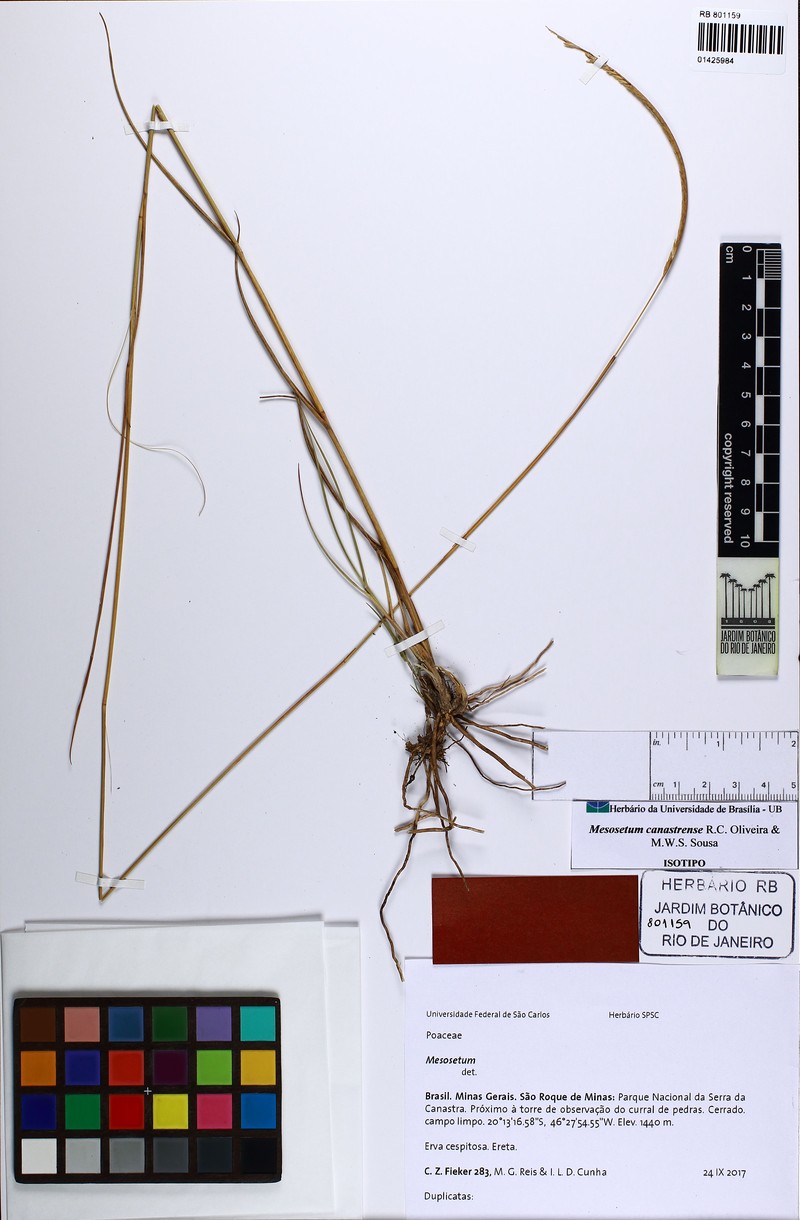 Mesosetum canastrense