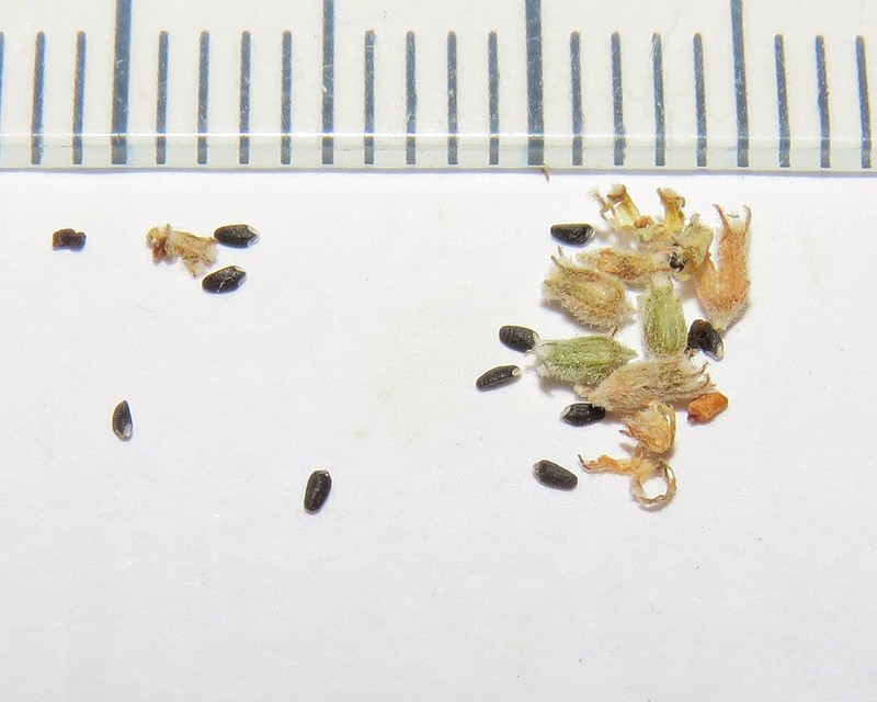 Mesosphaerum caatingense