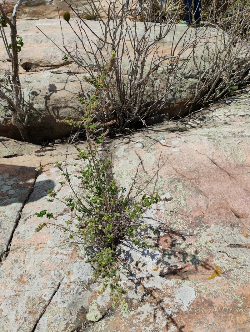 Mesosphaerum caatingense photo 2