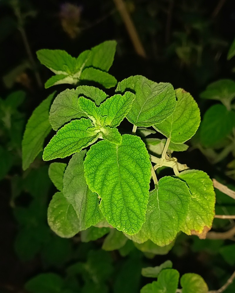 Mesosphaerum caatingense photo 3
