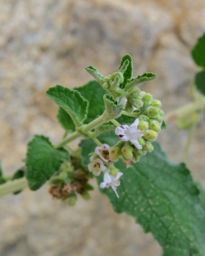 Mesosphaerum caatingense photo 4