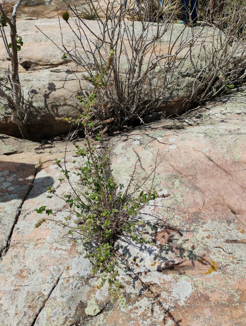 Mesosphaerum caatingense photo 5