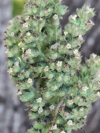 Comb Bushmint