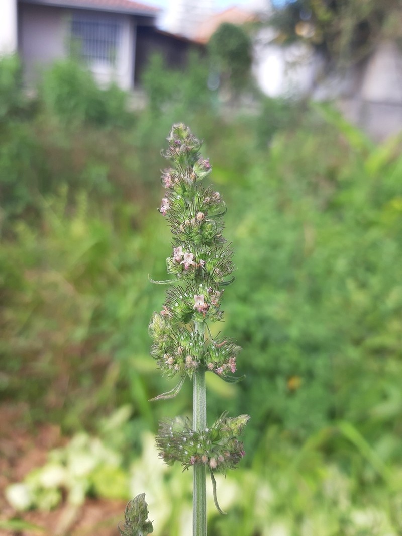 Comb Bushmint photo 2
