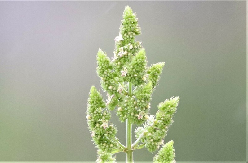 Comb Bushmint photo 3