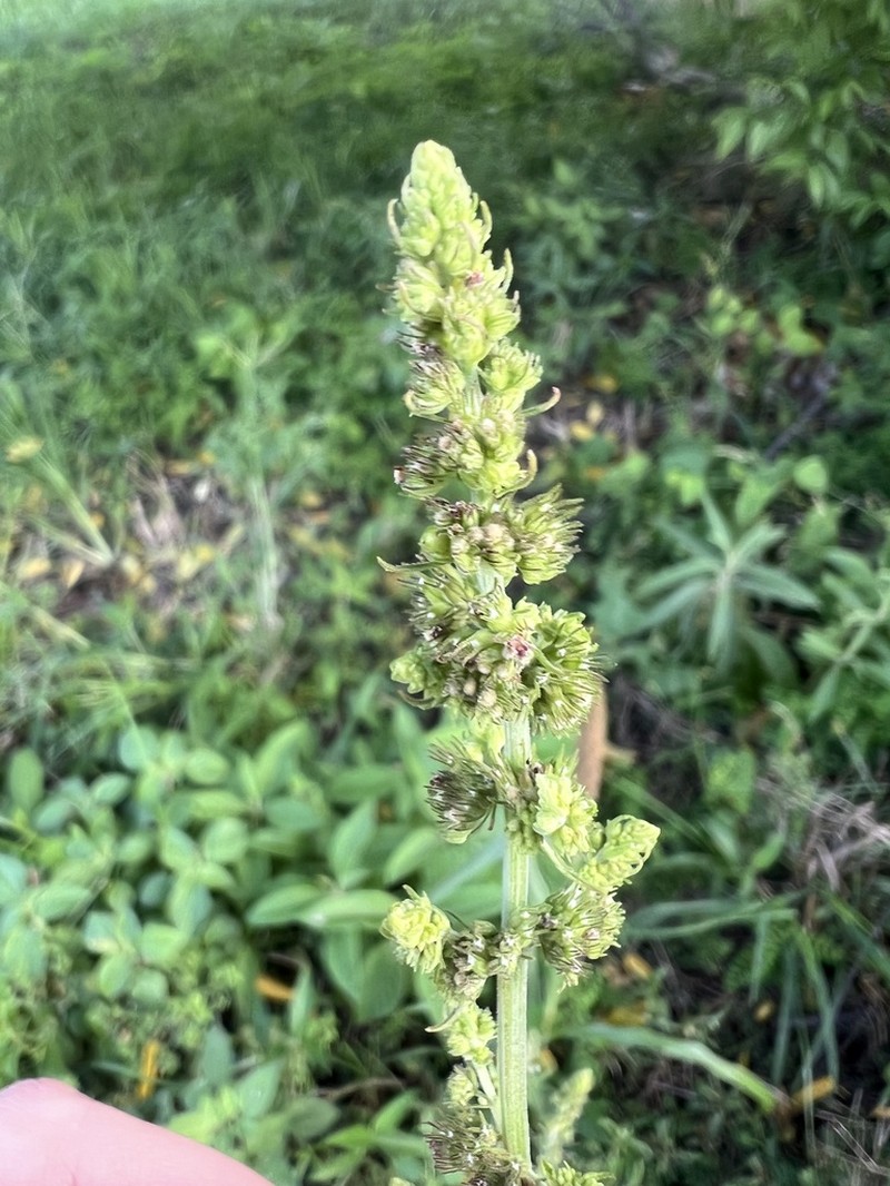 Comb Bushmint photo 4