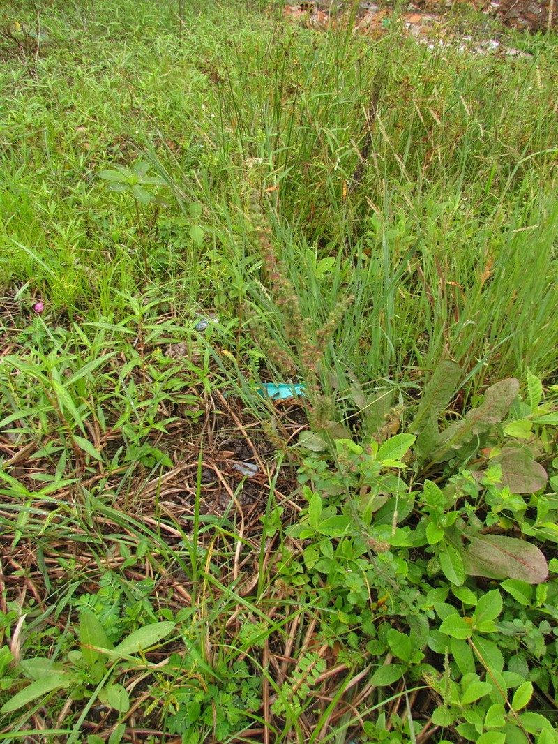 Comb Bushmint photo 5