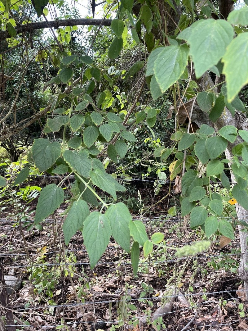 Comb Bushmint photo 6