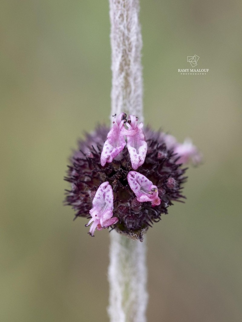 Comb Bushmint photo 7