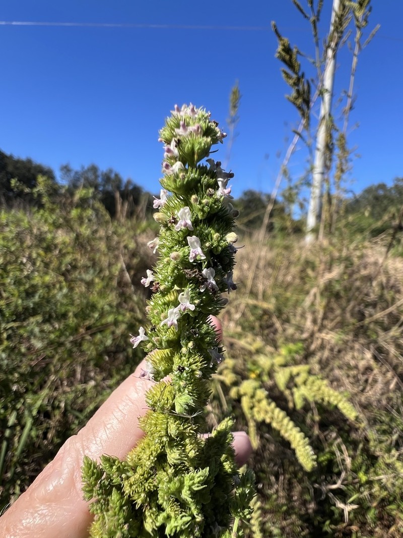 Comb Bushmint photo 8