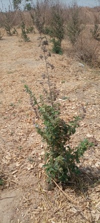 Pignut