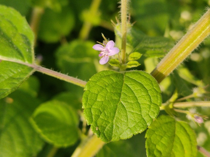 Pignut photo 3