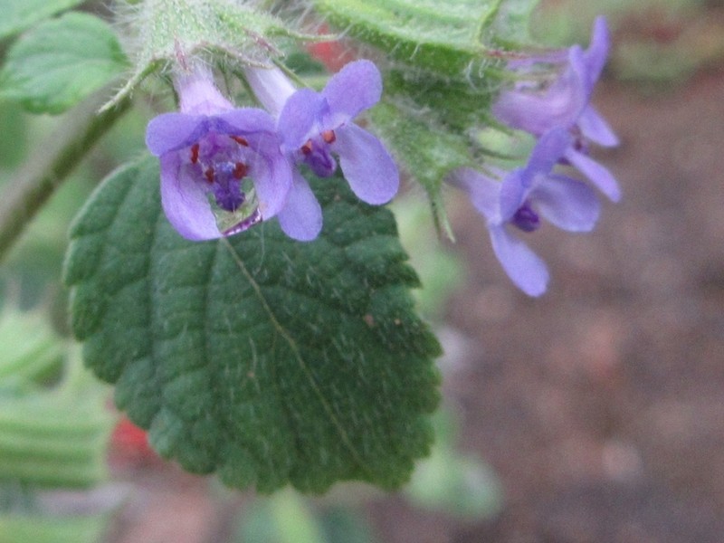 Pignut photo 4