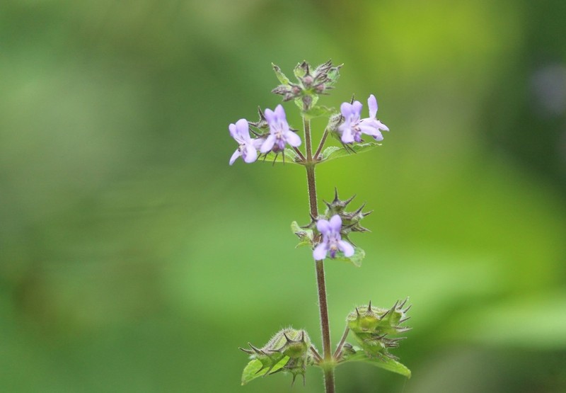 Pignut photo 5