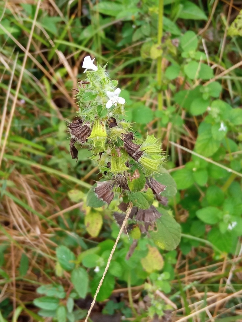 Pignut photo 6