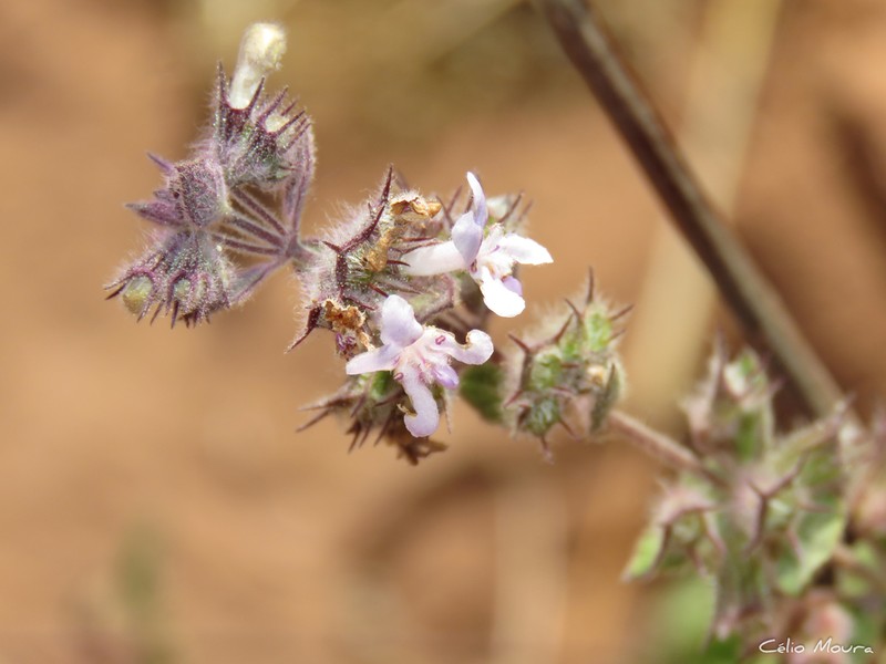 Pignut photo 7
