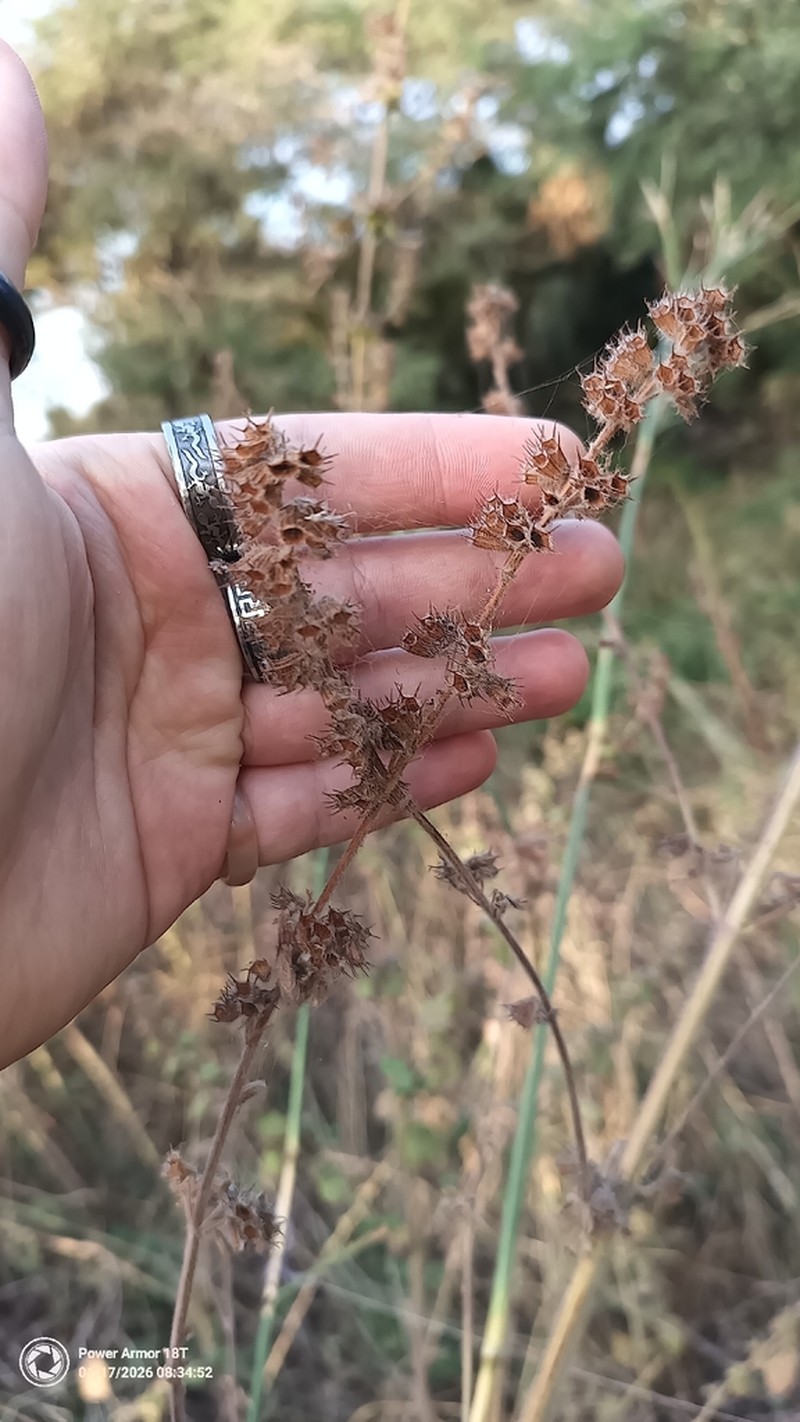 Pignut photo 8