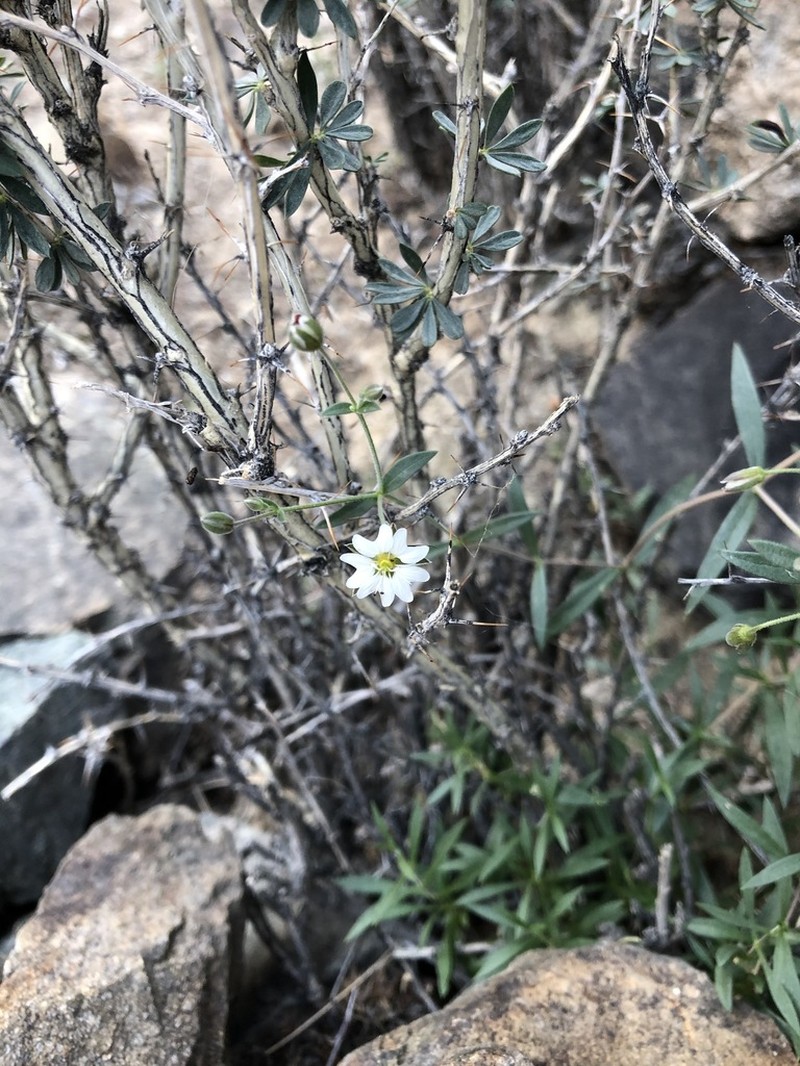 Mesostemma amblyosepalum