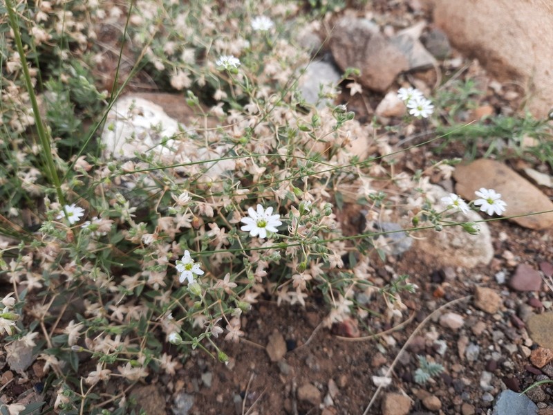 Mesostemma amblyosepalum photo 2