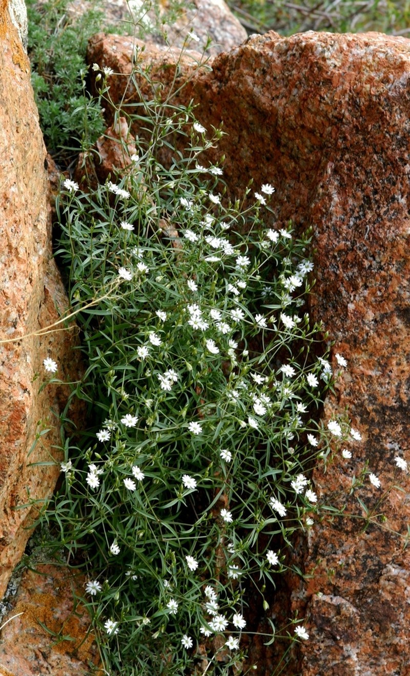 Mesostemma amblyosepalum photo 3