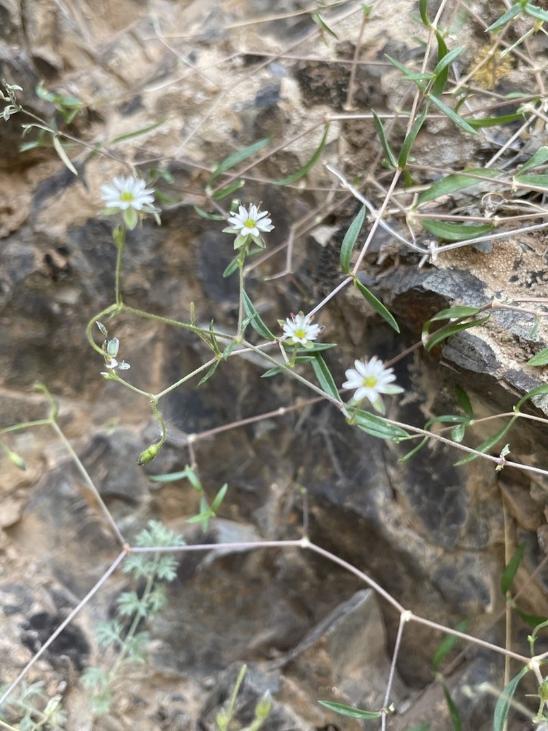 Mesostemma amblyosepalum photo 5