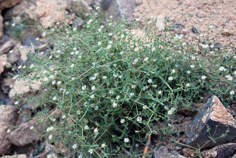 Mesostemma amblyosepalum photo 6