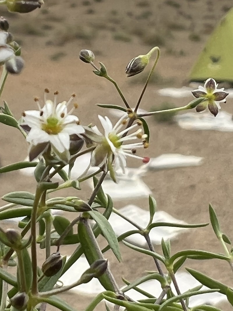 Mesostemma amblyosepalum photo 8