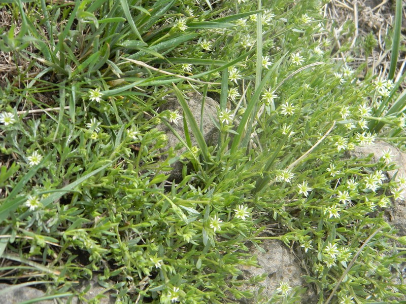Mesostemma dichotomum