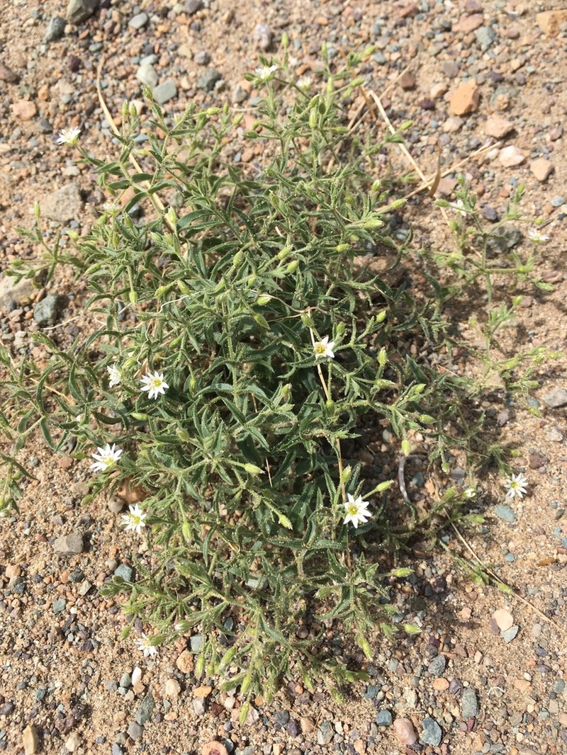 Mesostemma dichotomum photo 2