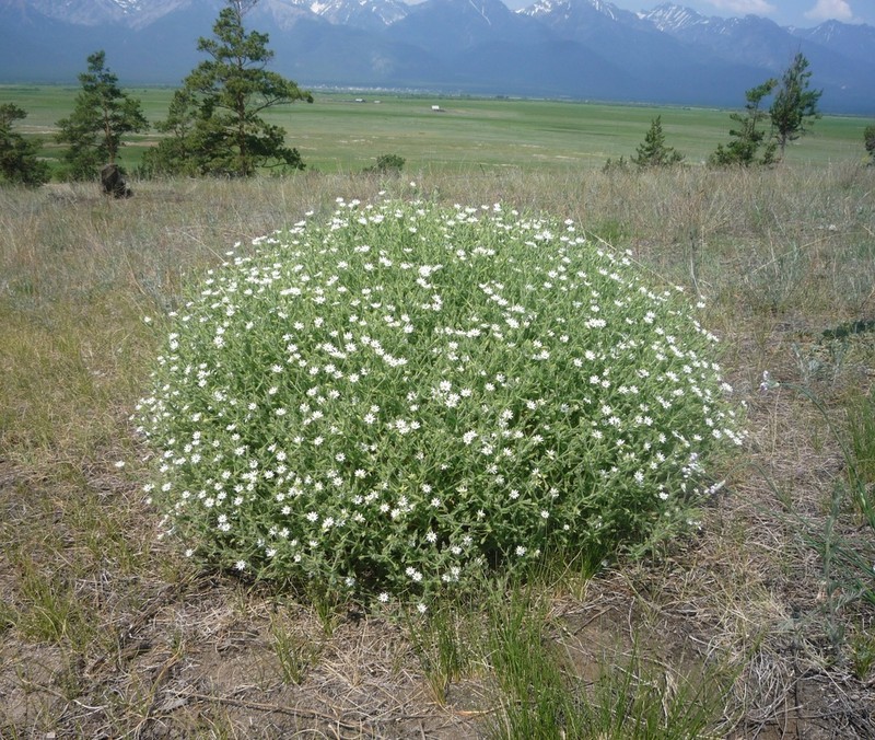 Mesostemma dichotomum photo 3