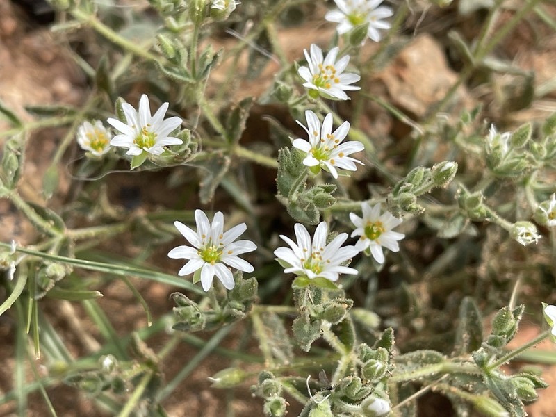 Mesostemma dichotomum photo 4