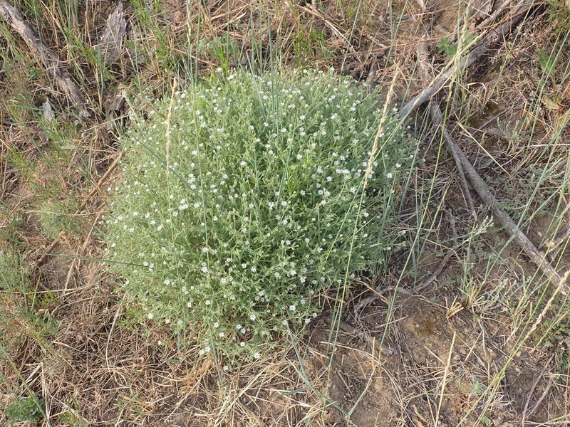 Mesostemma dichotomum photo 6