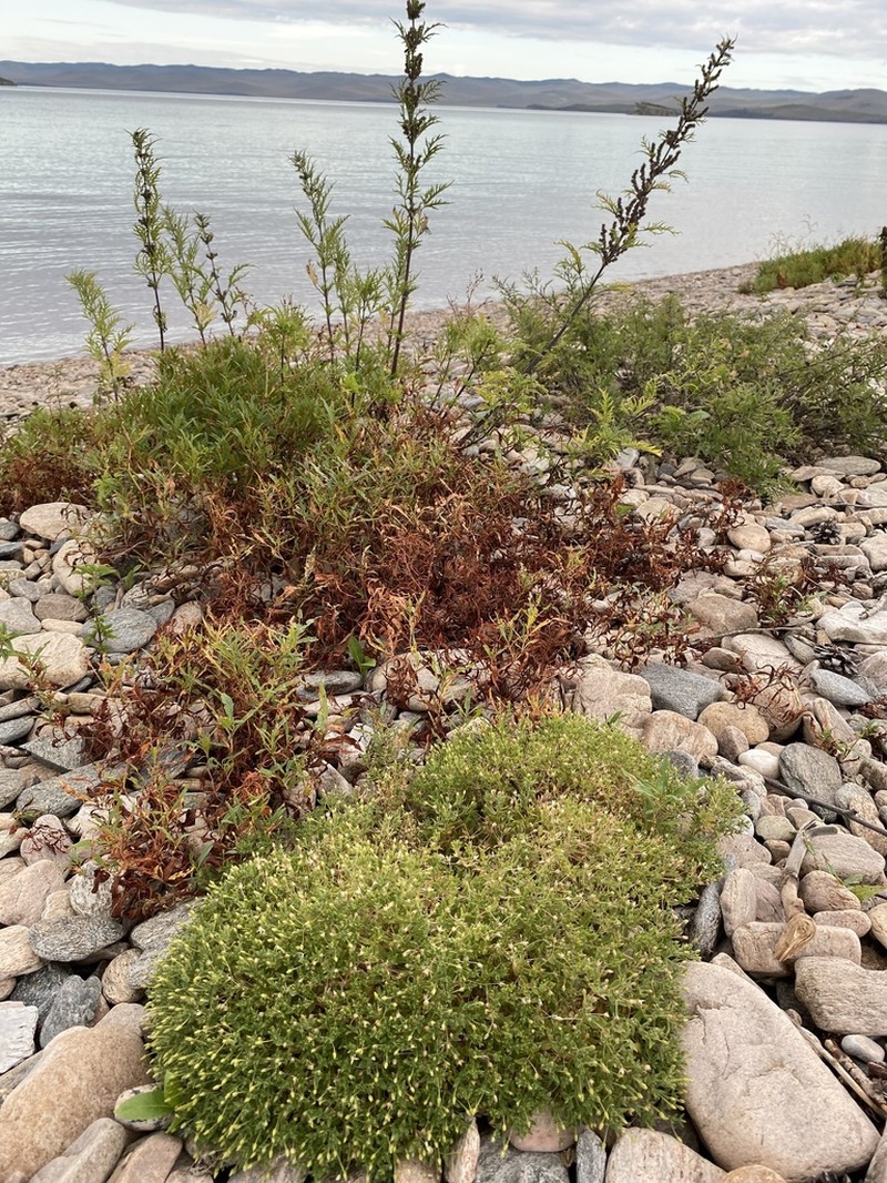 Mesostemma dichotomum photo 7