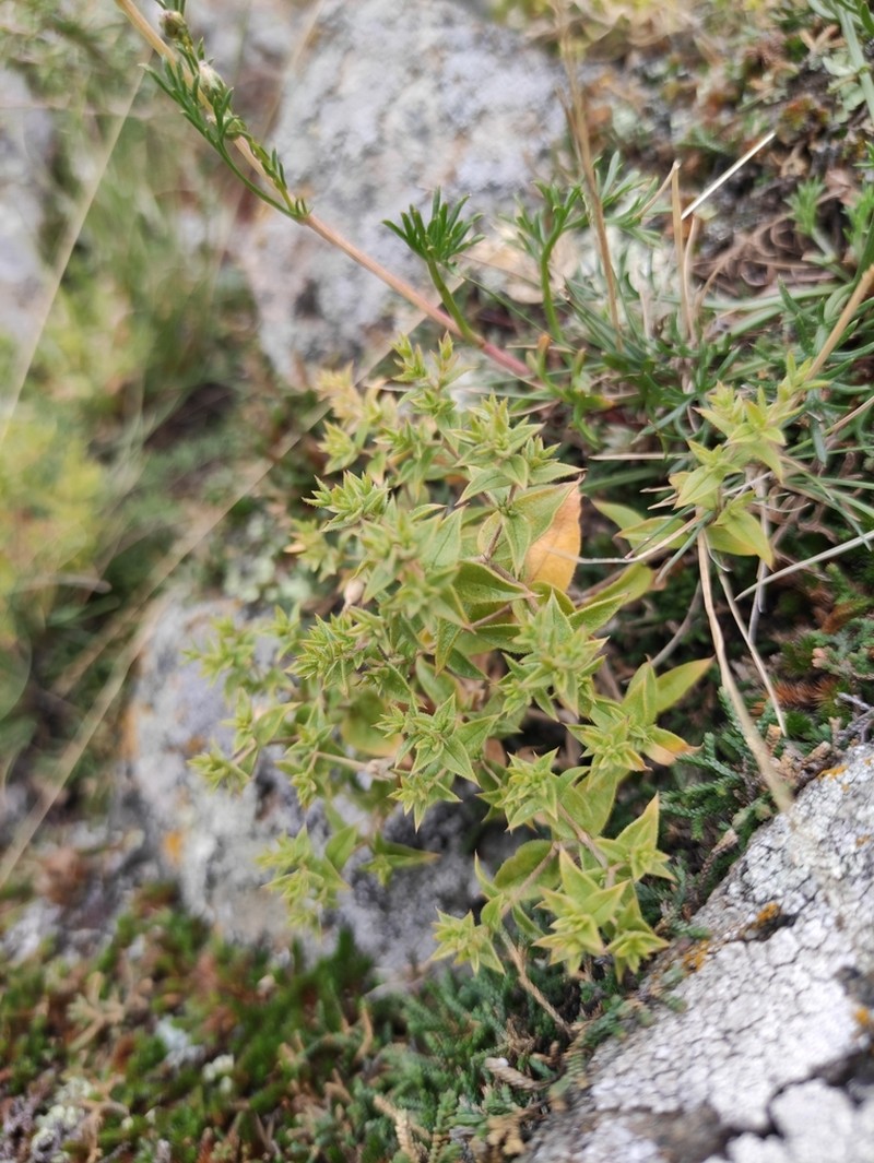 Mesostemma dichotomum photo 8