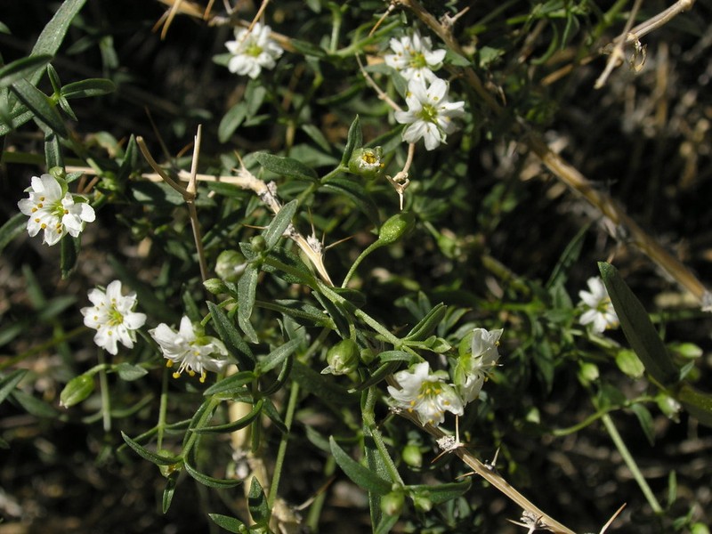 Mesostemma gypsophiloides