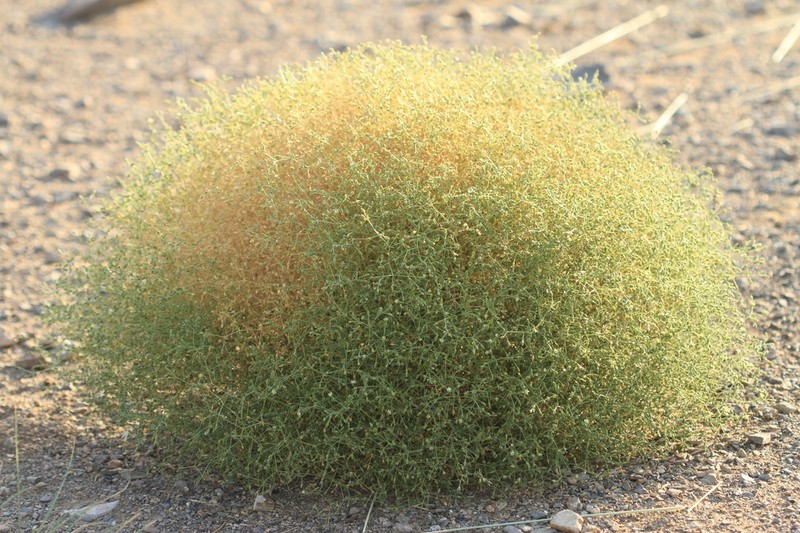 Mesostemma gypsophiloides photo 2