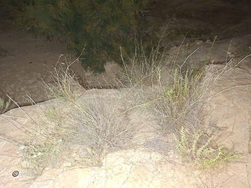 Mesostemma gypsophiloides photo 3