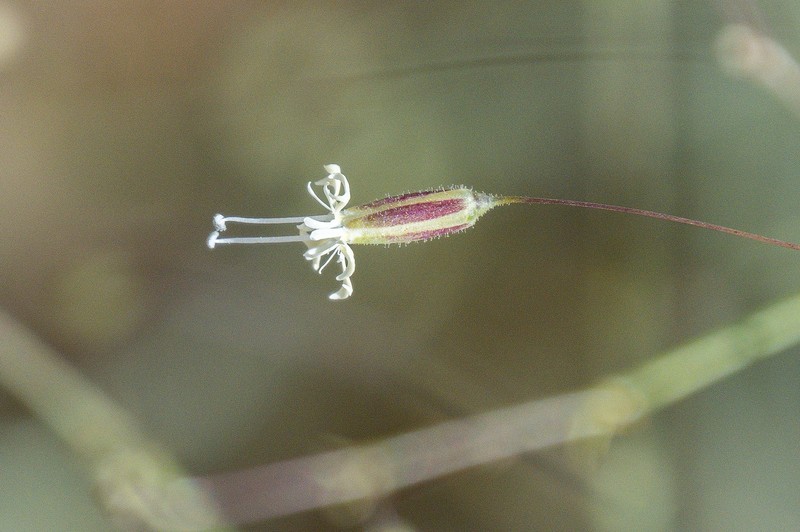 Mesostemma gypsophiloides photo 4