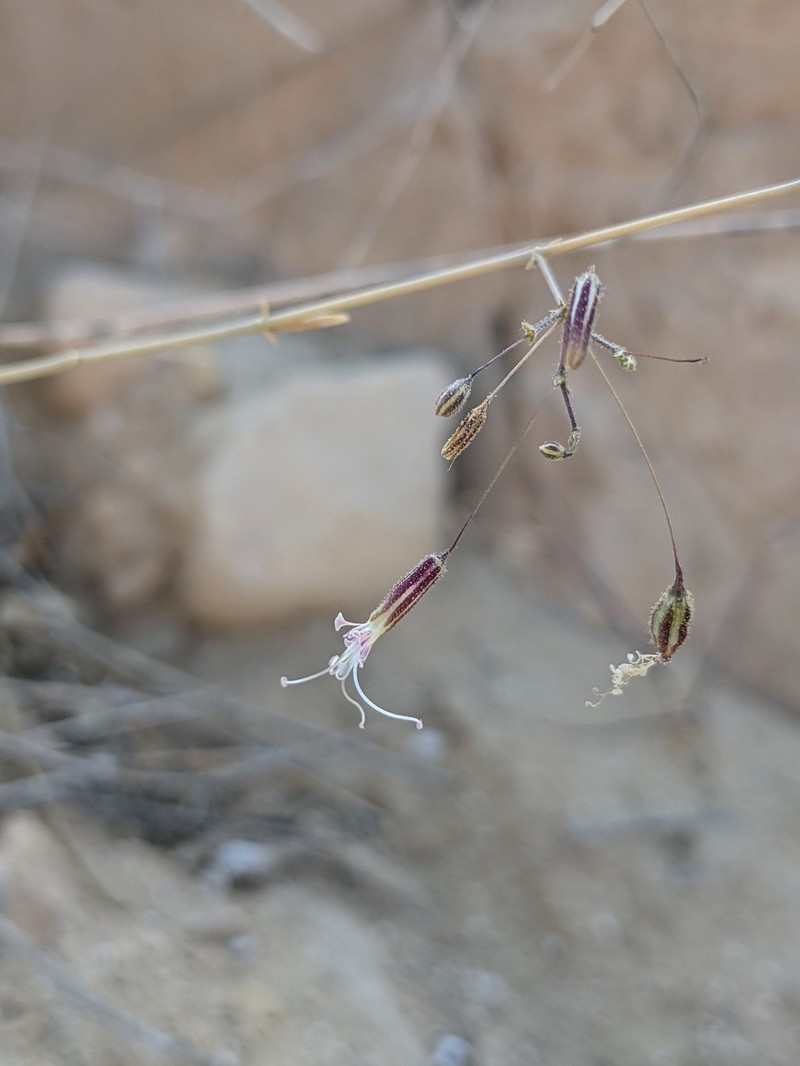 Mesostemma gypsophiloides photo 5