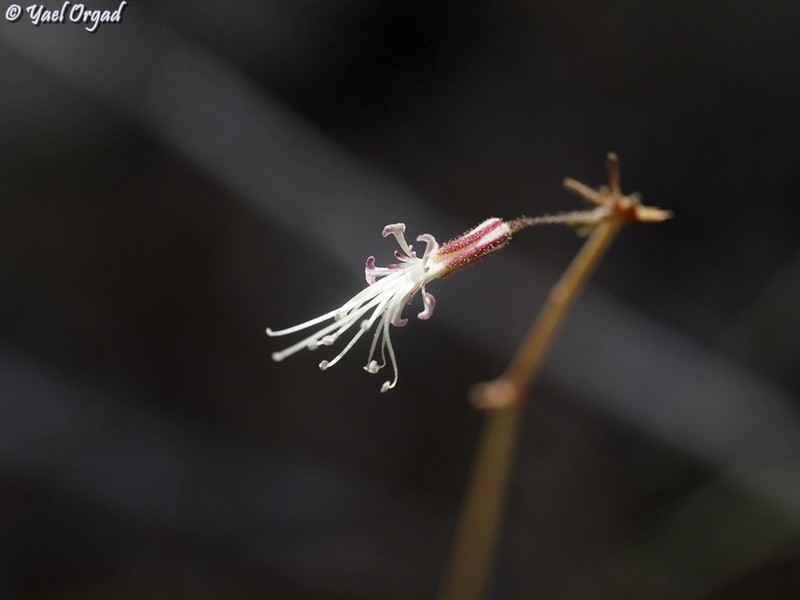 Mesostemma gypsophiloides photo 6