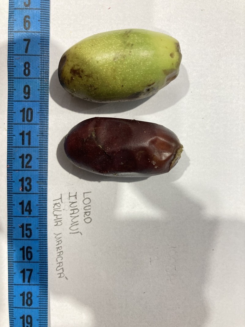 Mespilodaphne cymbarum photo 2