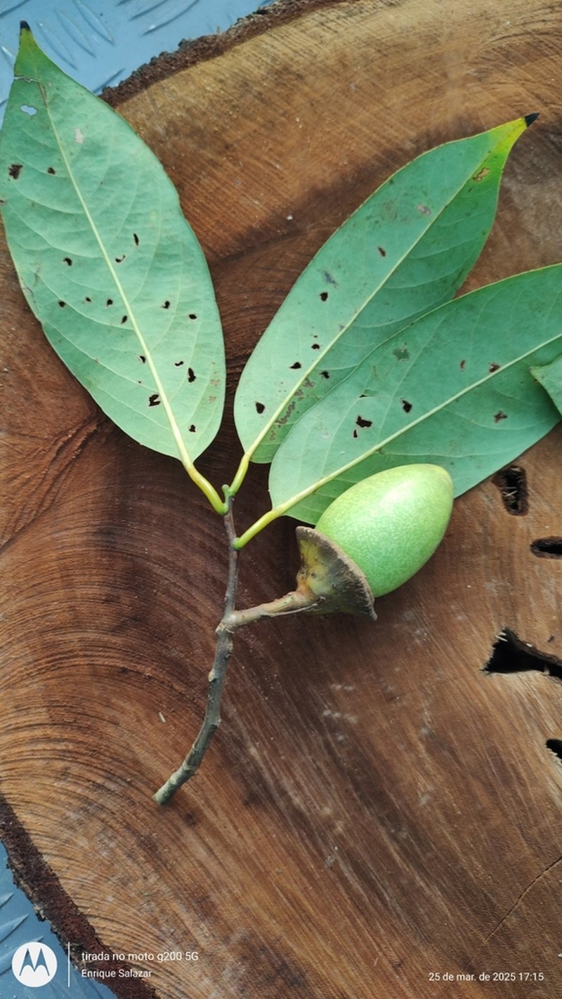 Mespilodaphne cymbarum photo 3
