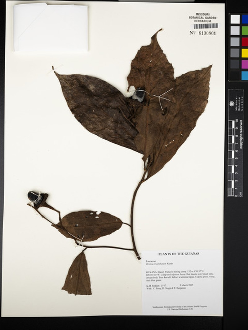 Mespilodaphne cymbarum photo 5