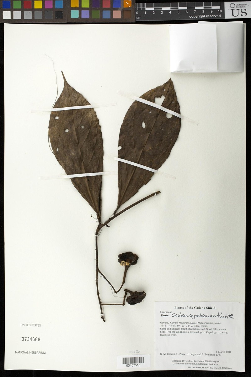 Mespilodaphne cymbarum photo 6