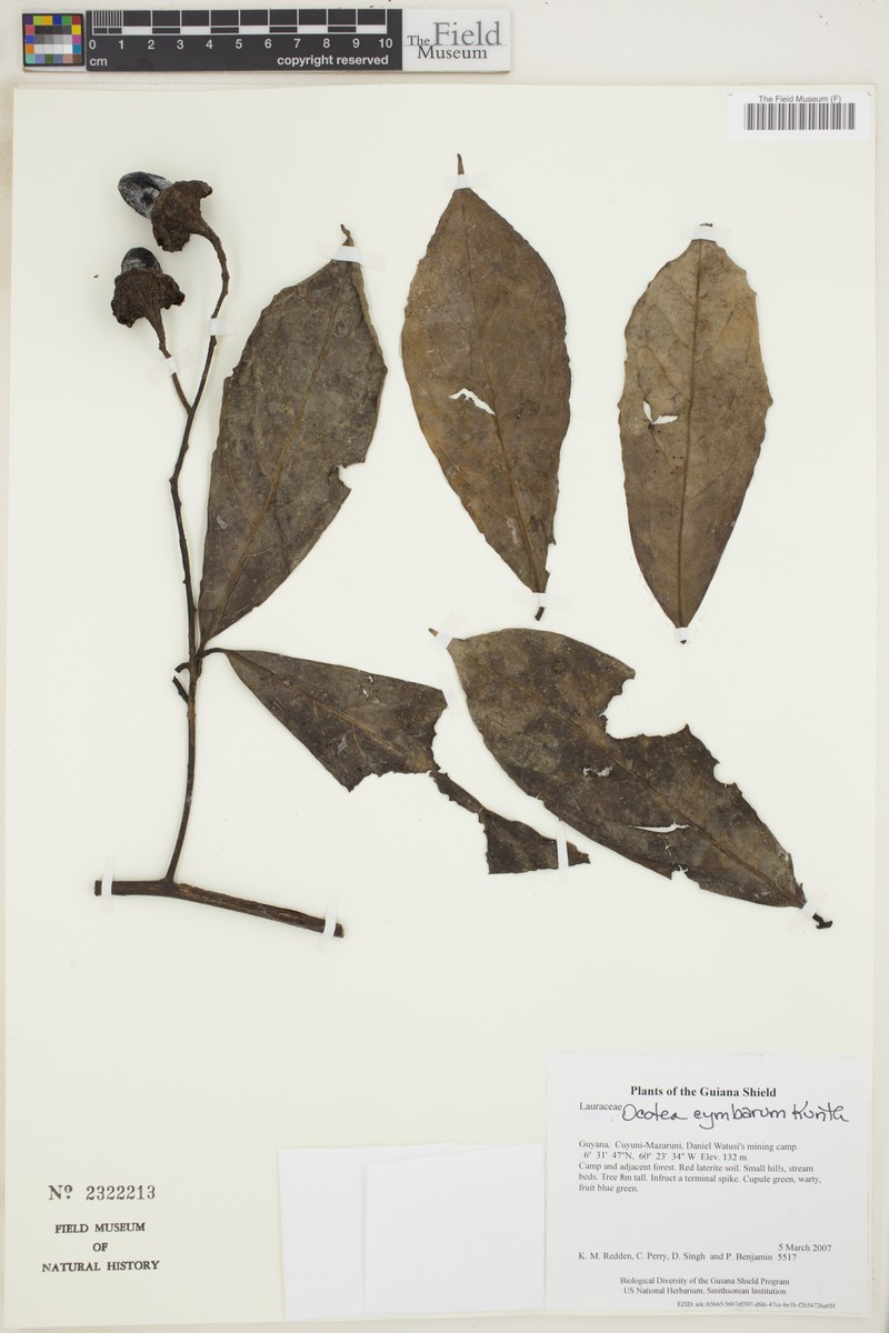 Mespilodaphne cymbarum photo 7